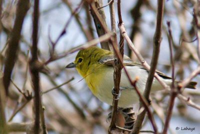 Viro  gorge jaune / Yellow-throated Vireo