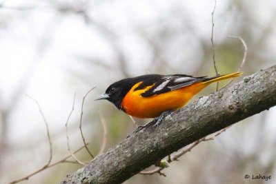 Oriole des vergers / Orchard Oriole