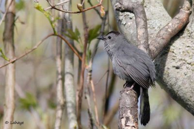 Moqueur chat / Gray Catbird