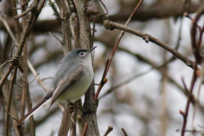 Gobemoucheron gris-bleu / Blue-gray Gnatcatcher