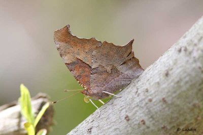 Polygone virgule