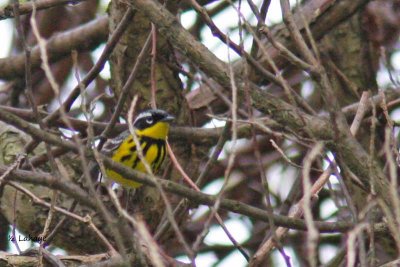 Paruline  tte cendre / Magnolia Warbler