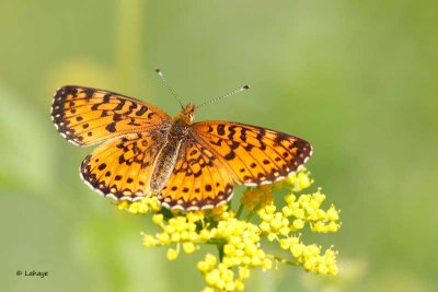 Croissant nordique / Phyciodes cocyta