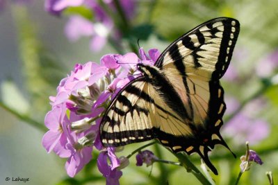 Papillon tigré du Canada