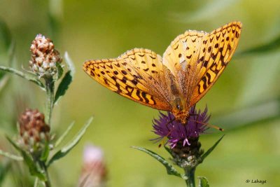 Argynne cybèle (Speyeria cybele)