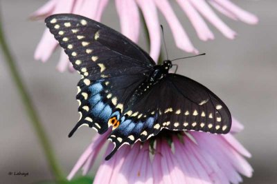 Papillon du céleri