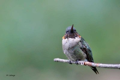 Colibri à gorge rubis / Male / Ruby-throated Hummingbird