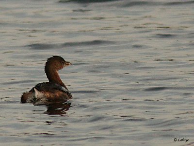Grbe  bec bigarr (Podilymbus podiceps)
