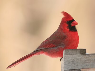 Cardinal Rouge