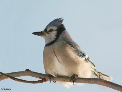 Geai bleu (Cyanocitta cristata)