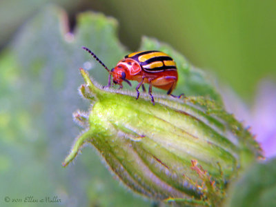 Disonycha Beetle