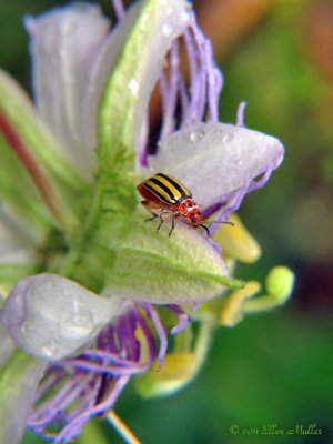 Disonycha Beetle