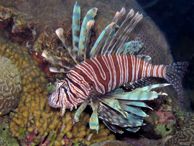 Lionfish