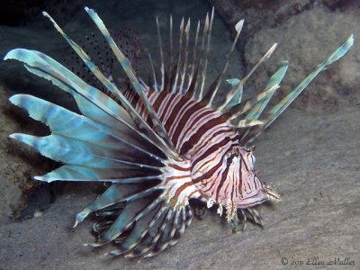 Lionfish