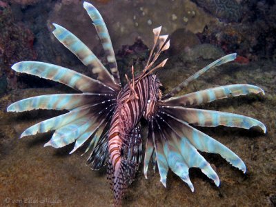 Lionfish