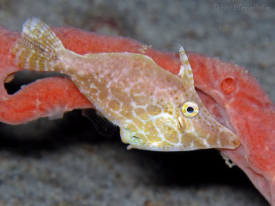 Slender Filefish