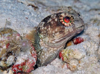 Banded Jawfish