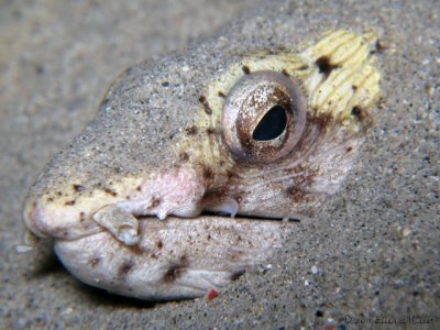 Snake Eel in Sand