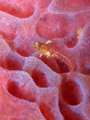 E Blenny