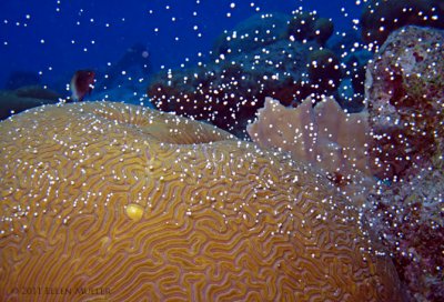 Coral  Spawning (May!)