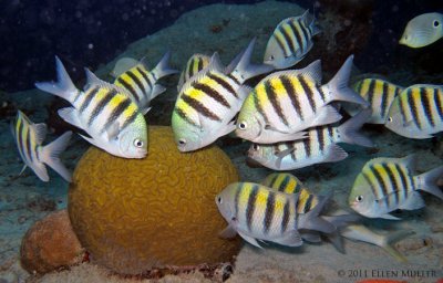 Daytime Brain Coral Spawning