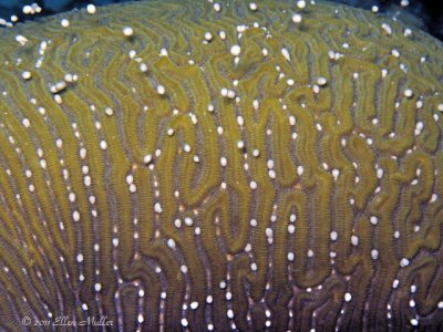 Daytime Brain Coral Spawning