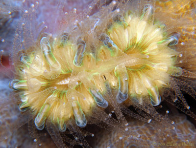 Flower Coral