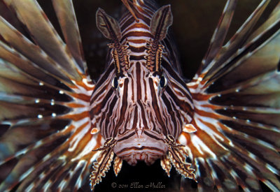 Lionfish