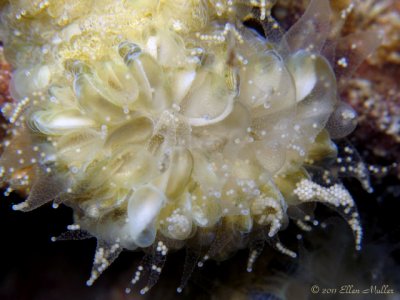 Flower Coral Eggs