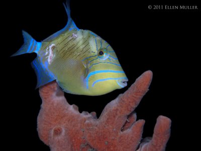 Juv Queen Triggerfish