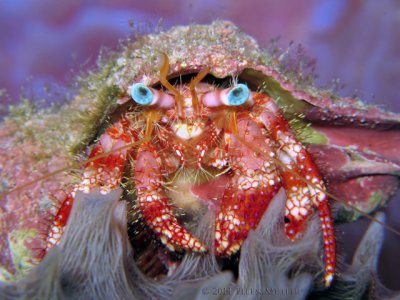 Star-Eye Hermit Crab