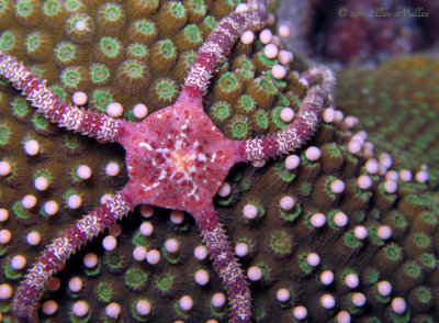 Brittle Star & Star Coral Eggs