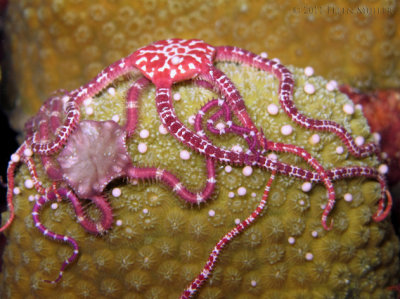 Brittle Stars & Star Coral Eggs