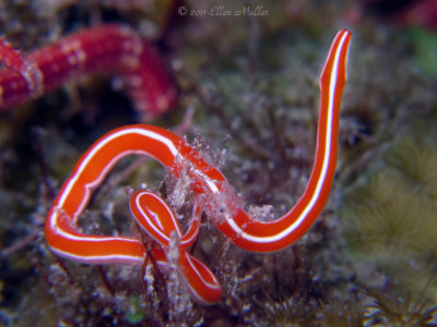 Red & White Ribbon Worm