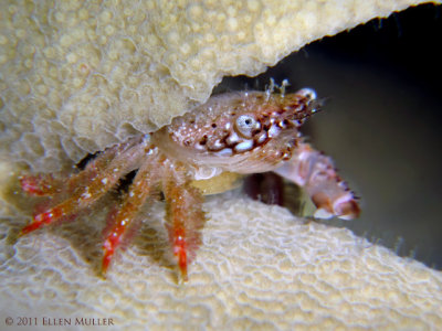 Elkhorn Coral Crab