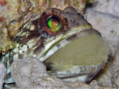 Banded Jawfish with Eggs