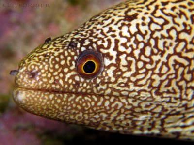 Goldentail Moray