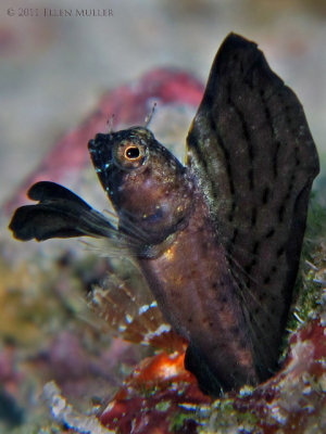 Sailfin Blenny