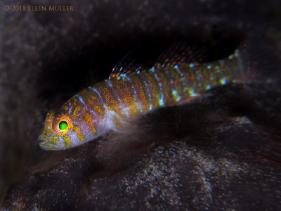 Bluegold Goby