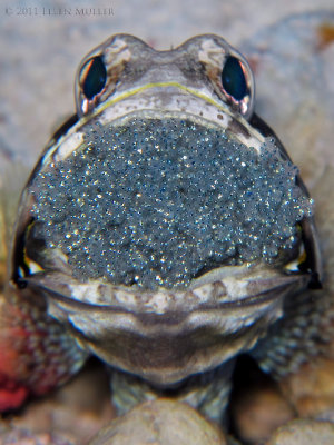 Banded Jawfish with Eggs