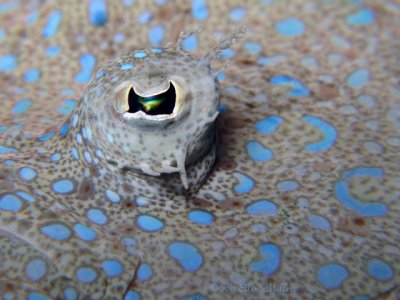 Flounder Eye