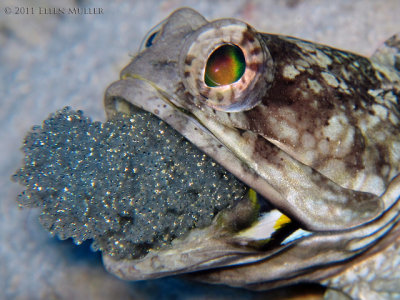 Banded Jawfish with Eggs