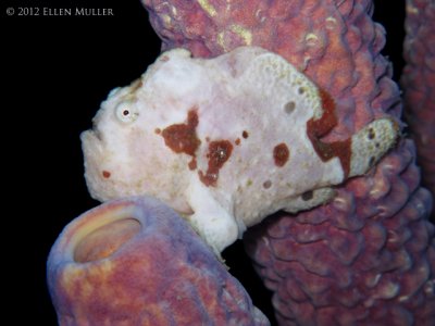 White Frogfish