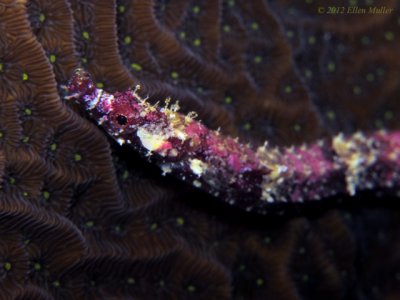 Banded Pipefish