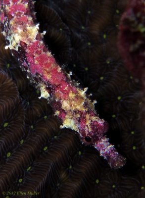 Banded Pipefish