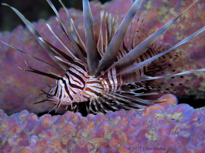 Lionfish on Purple