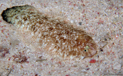 Coral Reef Tonguefish