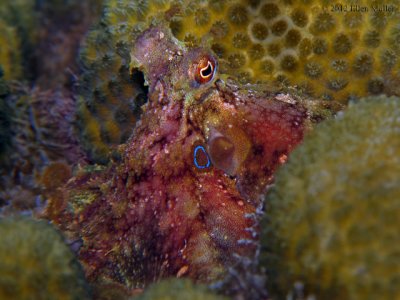 Two Spot Octopus