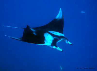 Mother's Day Manta