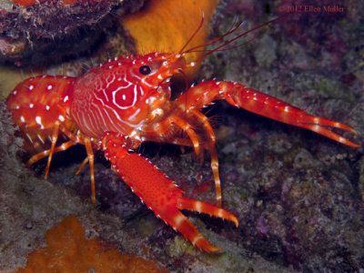 Flaming Reef Lobster